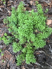 Galium andrewsii