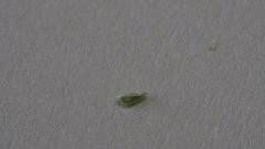 Cryptantha utahensis