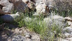 Cryptantha utahensis