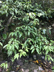 Elaeagnus loureirii