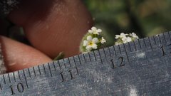 Cryptantha utahensis