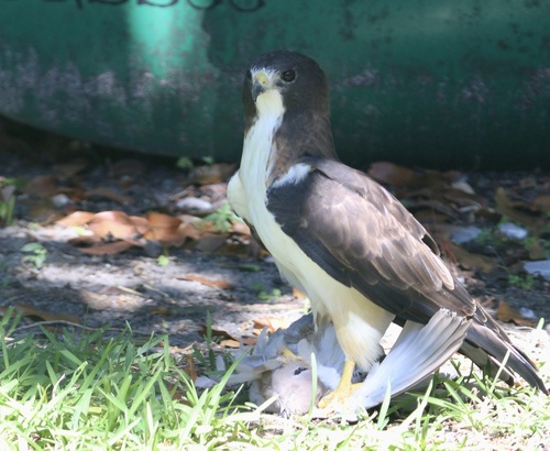 Short-tailed Hawk photographed in Florida