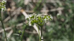 Cryptantha utahensis