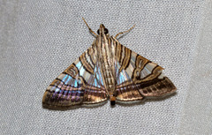Glyphodes stolalis