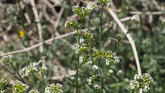 Cryptantha utahensis
