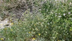 Cryptantha utahensis