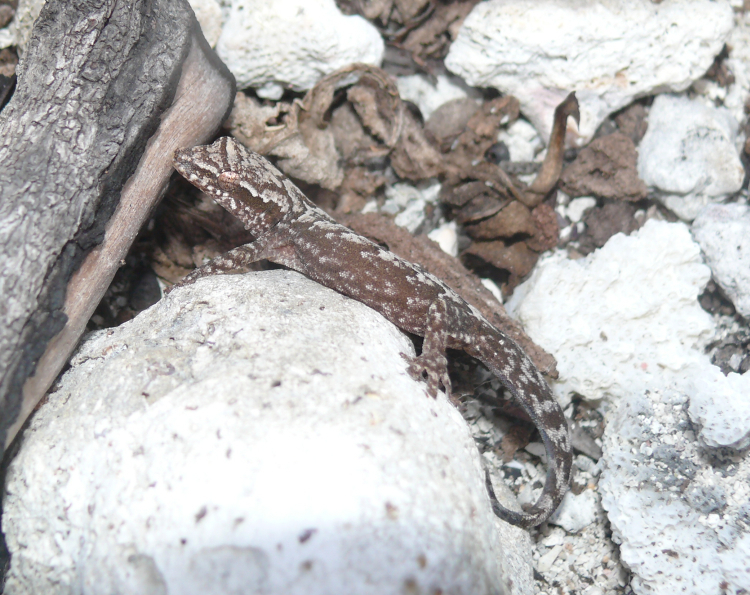 Rotuman Forest Gecko