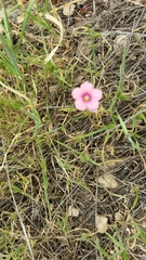 Linum pubescens