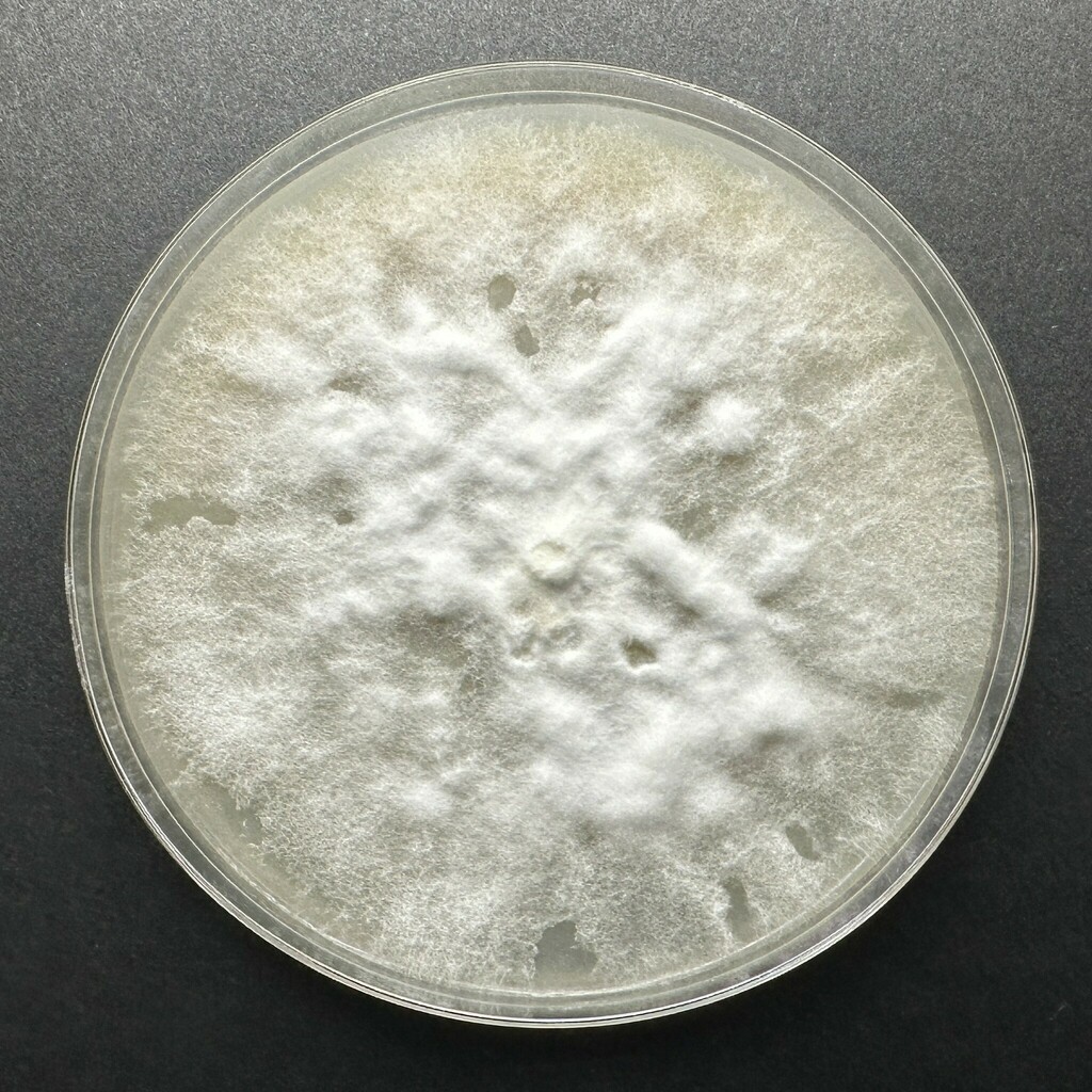 Sistotrema oblongisporum