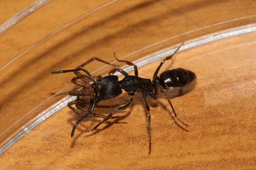 Pachycondyla astuta
