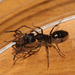 敏捷扁頭猛蟻 - Photo 由 hokoonwong 所上傳的 (c) hokoonwong，保留部份權利CC BY-NC