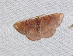 Astygisa albopunctata