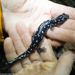 Aneides flavipunctatus