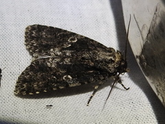 Acronicta afflicta