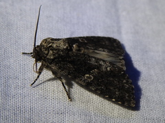 Acronicta afflicta
