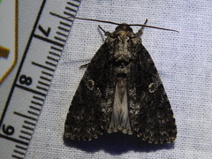 Acronicta afflicta