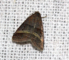 Ozarba punctigera