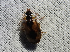 Lebia fuscata