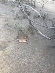 Perognathus longimembris