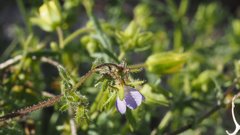 Pholistoma auritum arizonicum