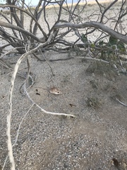 Perognathus longimembris
