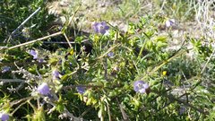 Pholistoma auritum arizonicum