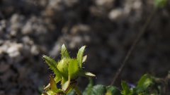 Pholistoma auritum arizonicum