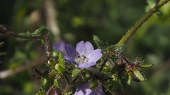Pholistoma auritum arizonicum