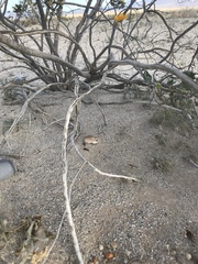 Perognathus longimembris