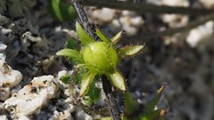 Pholistoma auritum arizonicum