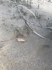 Perognathus longimembris