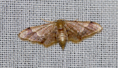 Idaea violacea