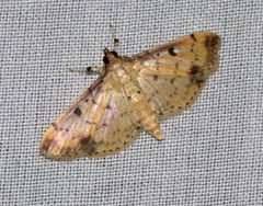 Herpetogramma cynaralis