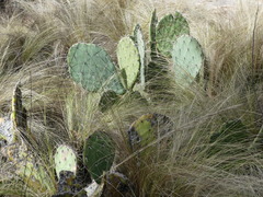 Opuntia chisosensis
