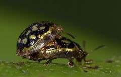 Aporocassida graphica