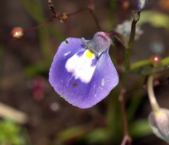 Utricularia arcuata