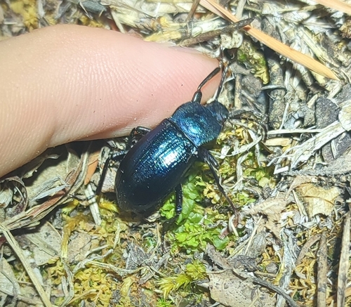 Ténébrion bleu