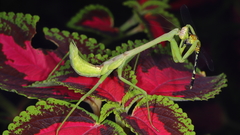 Stagmatoptera binotata