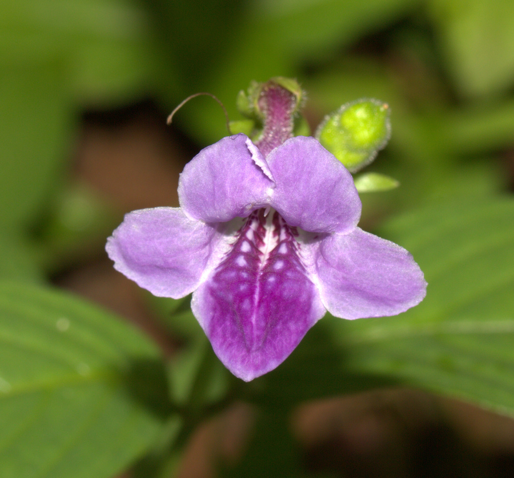 Violet Coromandel