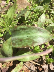 Erythronium rostratum