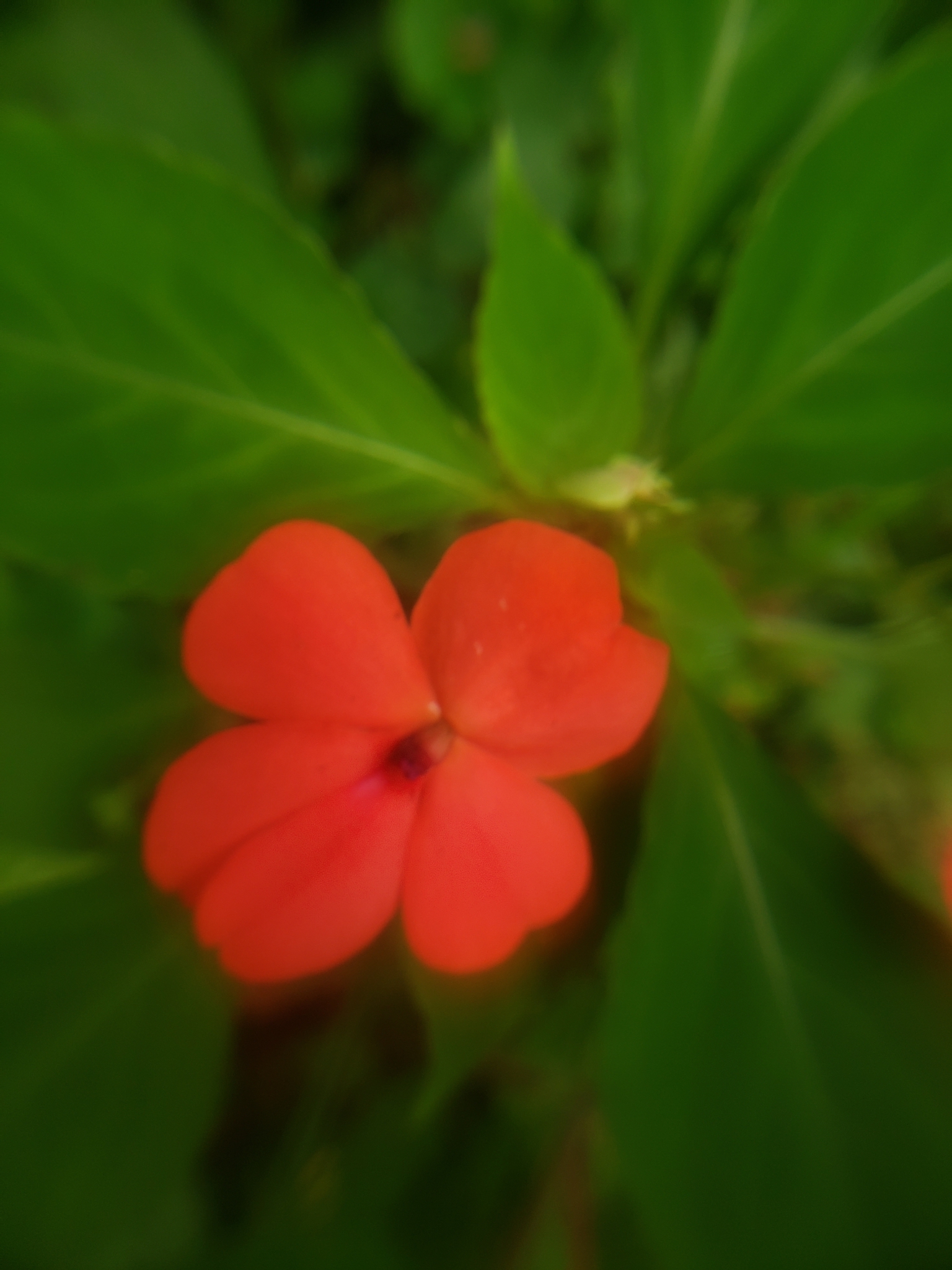 Impatiens walleriana