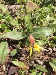 Erythronium rostratum
