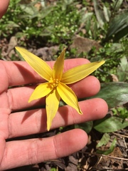 Erythronium rostratum