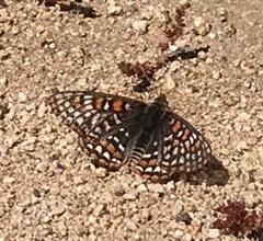 Euphydryas editha quino