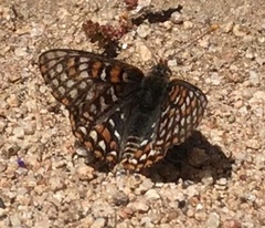 Euphydryas editha quino