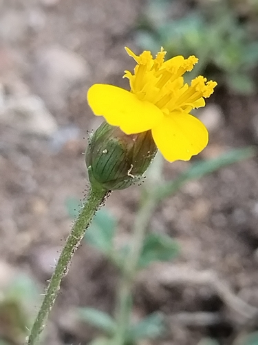 Image of Tridax Balbisioides (Tridax balbisioides) by no rights reserved