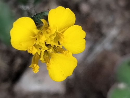 Image of Tridax Balbisioides (Tridax balbisioides) by no rights reserved