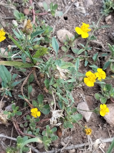 Image of Tridax Balbisioides (Tridax balbisioides) by no rights reserved