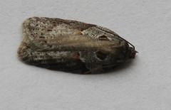 Acleris maculidorsana