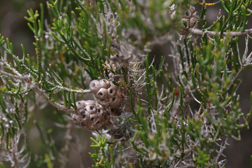 Melaleuca thyoides, 2023-10-19